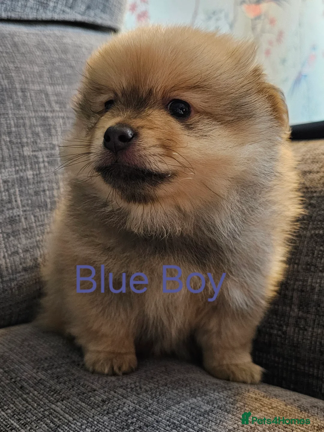 Pomeranian dogs for sale: 4 baby pomeranians for sale - Advert 11