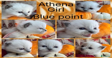 Ragdoll cats - Advert 4