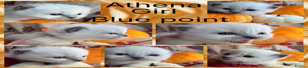 Ragdoll Kitten 3