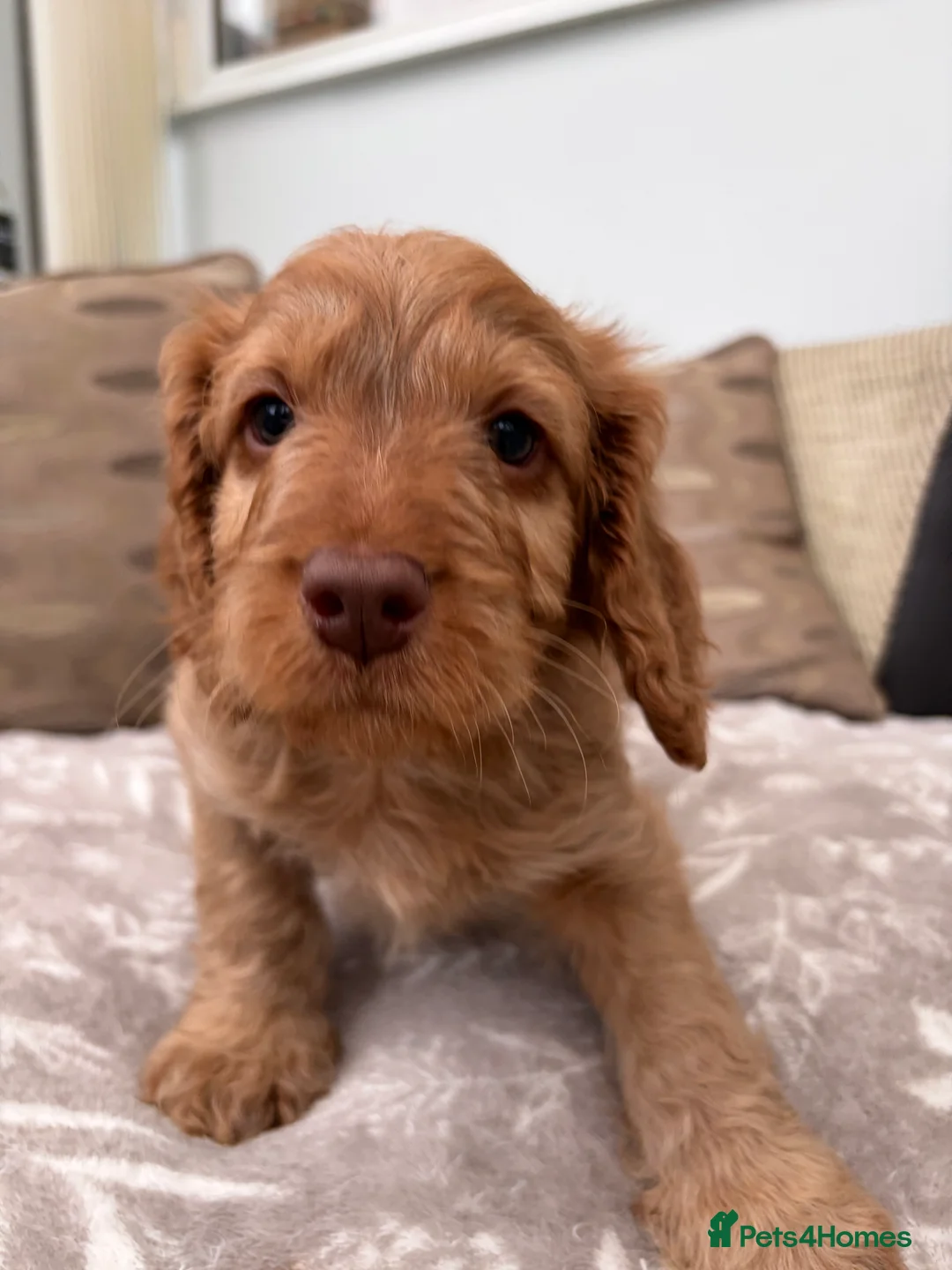 Cockapoo dogs for sale: Cockapoo puppies - Advert 14