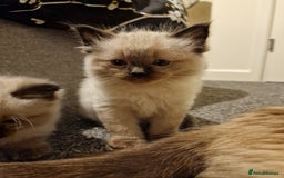 Ragdoll cats for sale: 4 ragdoll x ragamuffin fluffy kittens  - Image 12