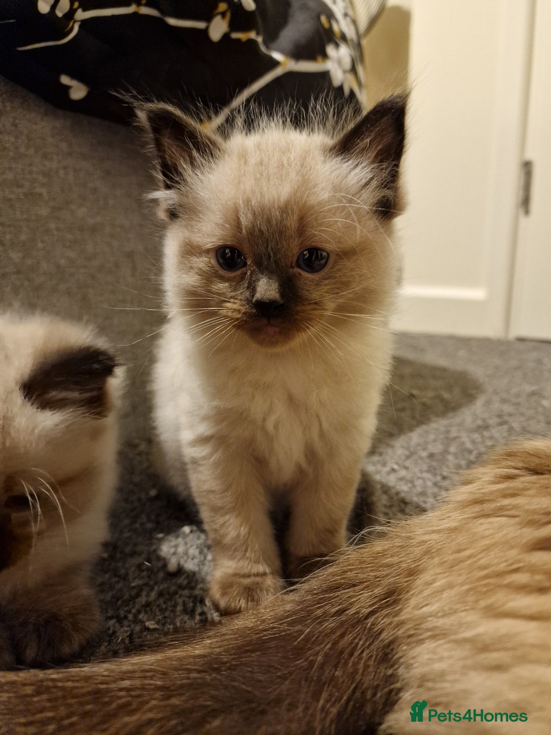 Ragdoll cats for sale: 4 ragdoll x ragamuffin fluffy kittens  - Image 12