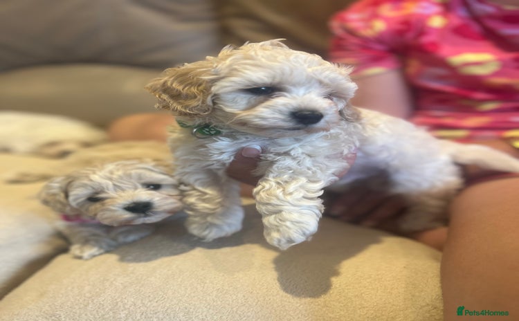 Maltipoo dogs - Advert 1