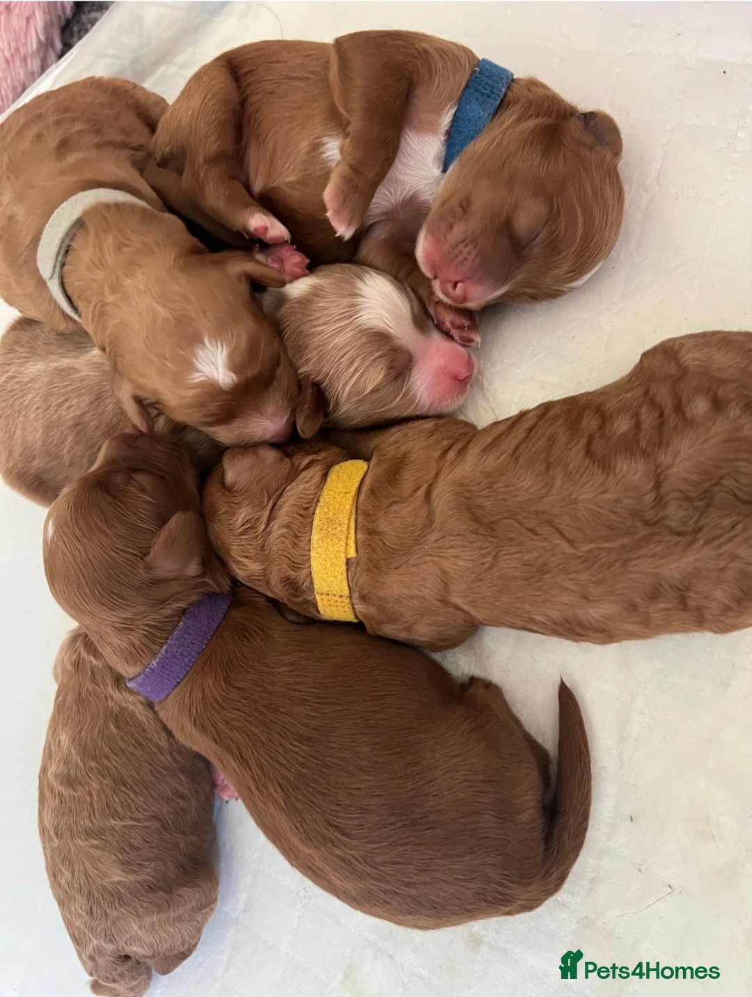 Cockapoo dogs for stud: Proven Red & white F1 cockapoo stud dog. in Barnsley - Advert 19