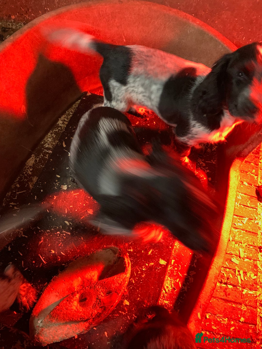 Sprocker dogs for sale: Beautiful Sprocker Puppies  - Image 13