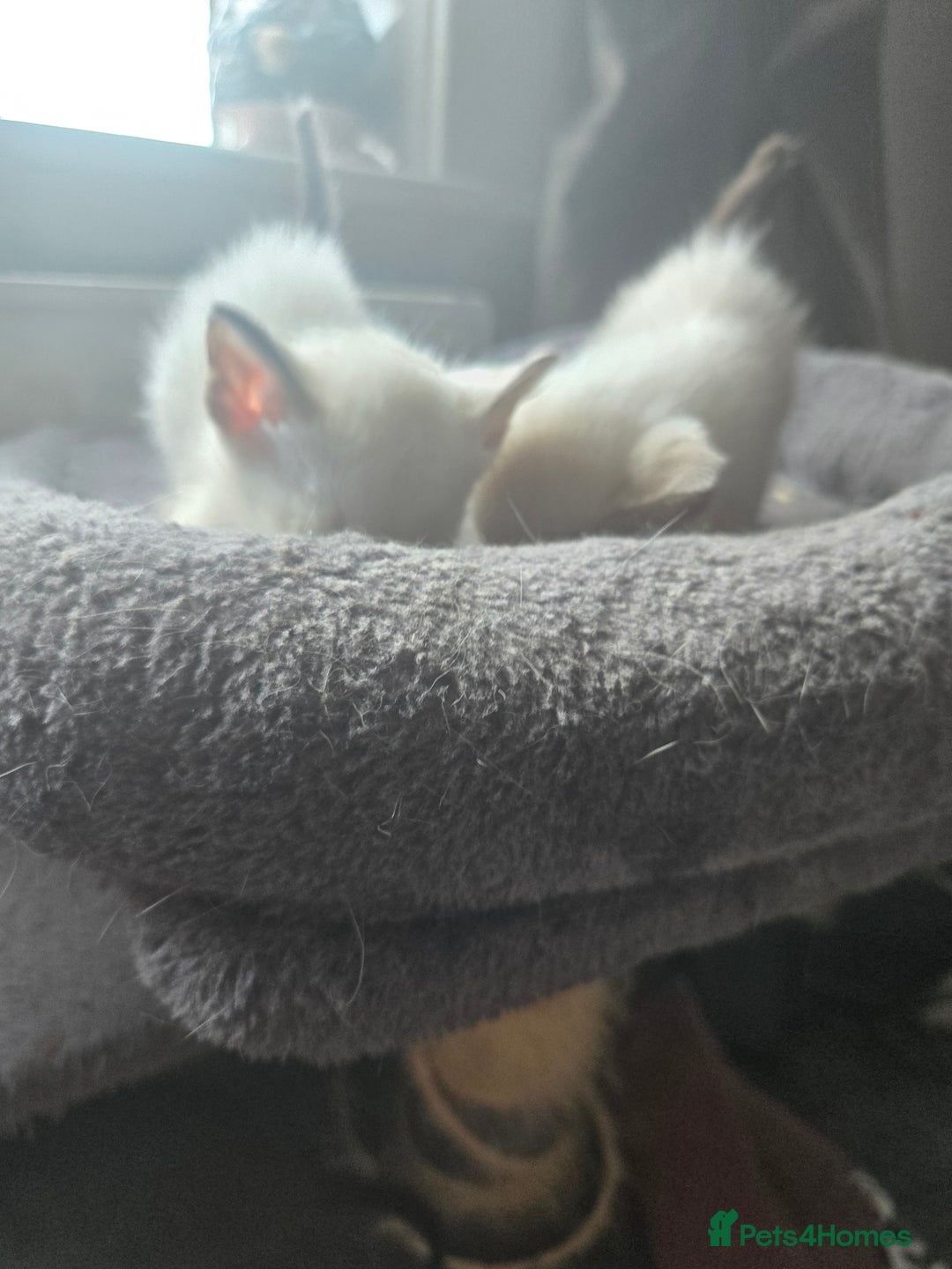Siamese cats for sale: Beautiful 2 Havana browns and 2 C/ point siamese  - Image 16