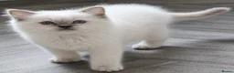 Ragdoll cats for sale: Lilac ragdoll males  - Advert 3