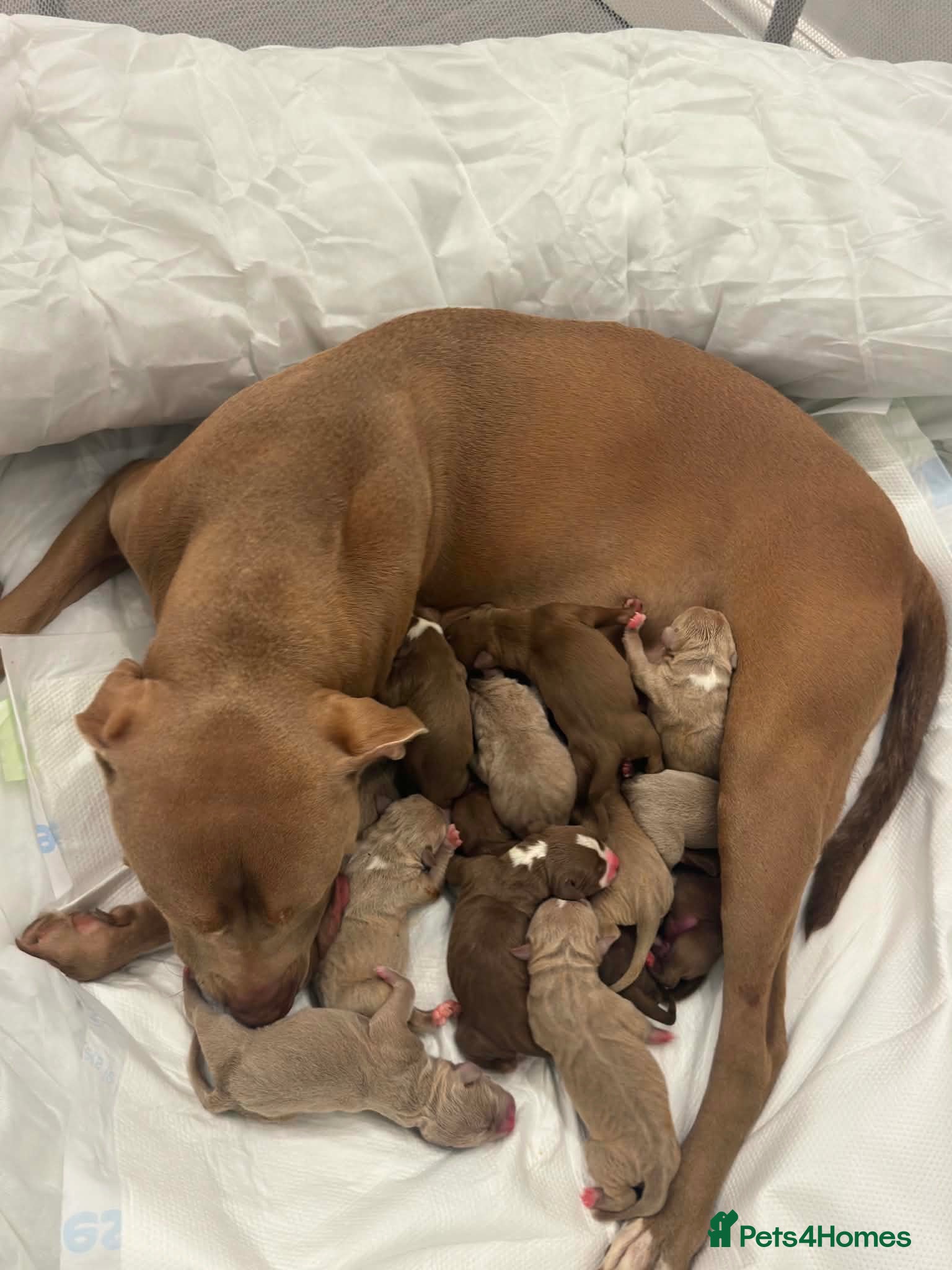 American Bully dogs     15 PUPPIES?! YES, YOU READ THAT RIGHT!  - Advert 15
