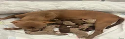 American Bully dogs for sale:     15 PUPPIES?! YES, YOU READ THAT RIGHT!  - Advert 1
