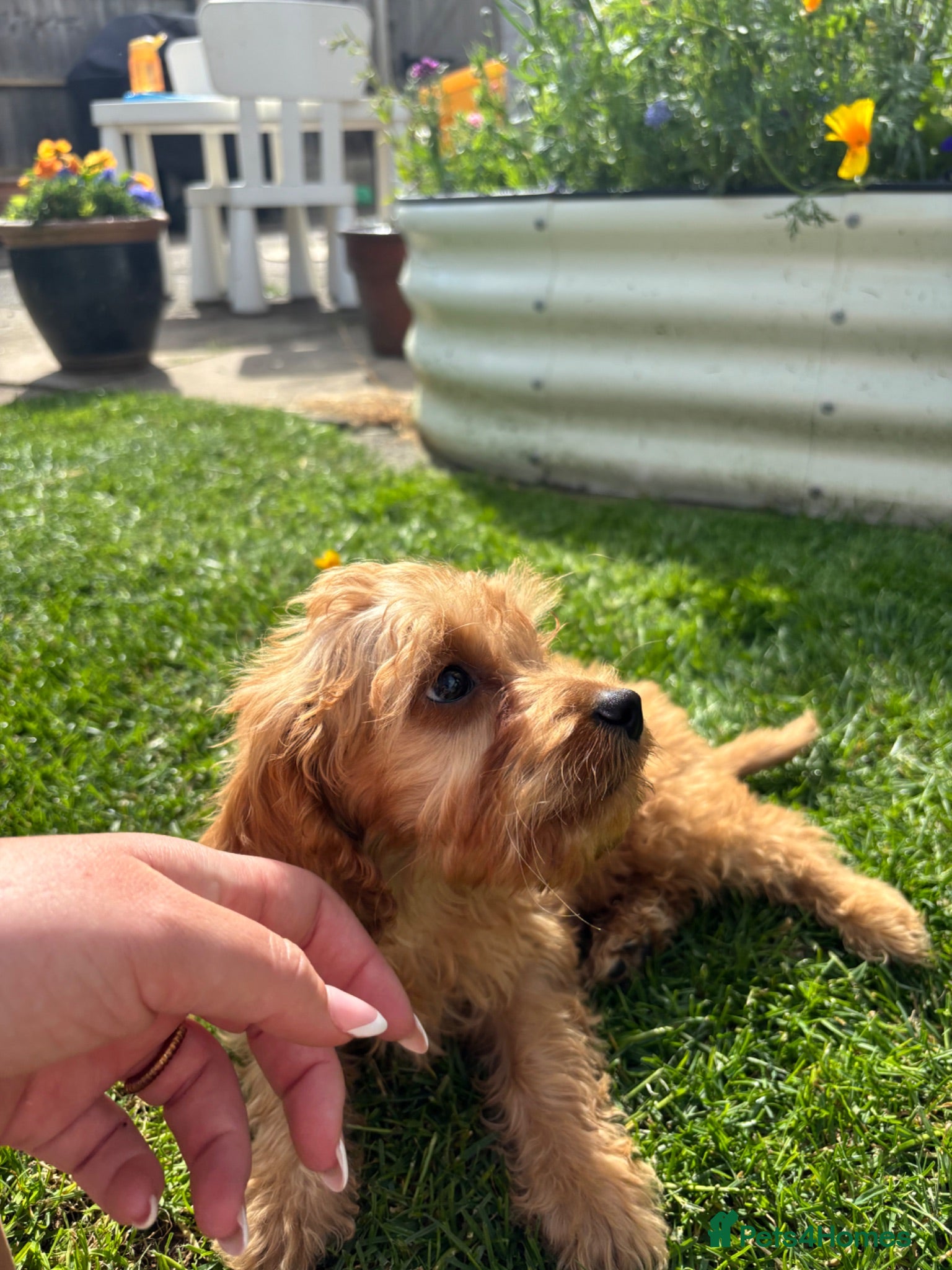 Cockapoo dogs Toy F1 cockapoo 🤍 - Advert 2
