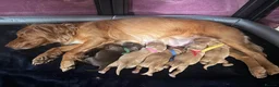 Cocker Spaniel dogs for sale: Cocker spaniel puppies  - Advert 15
