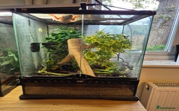 Gecko reptiles for sale: Red stripped gargoyle gecko  - Image 1