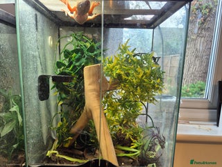 Gecko reptiles for sale - Advert 1