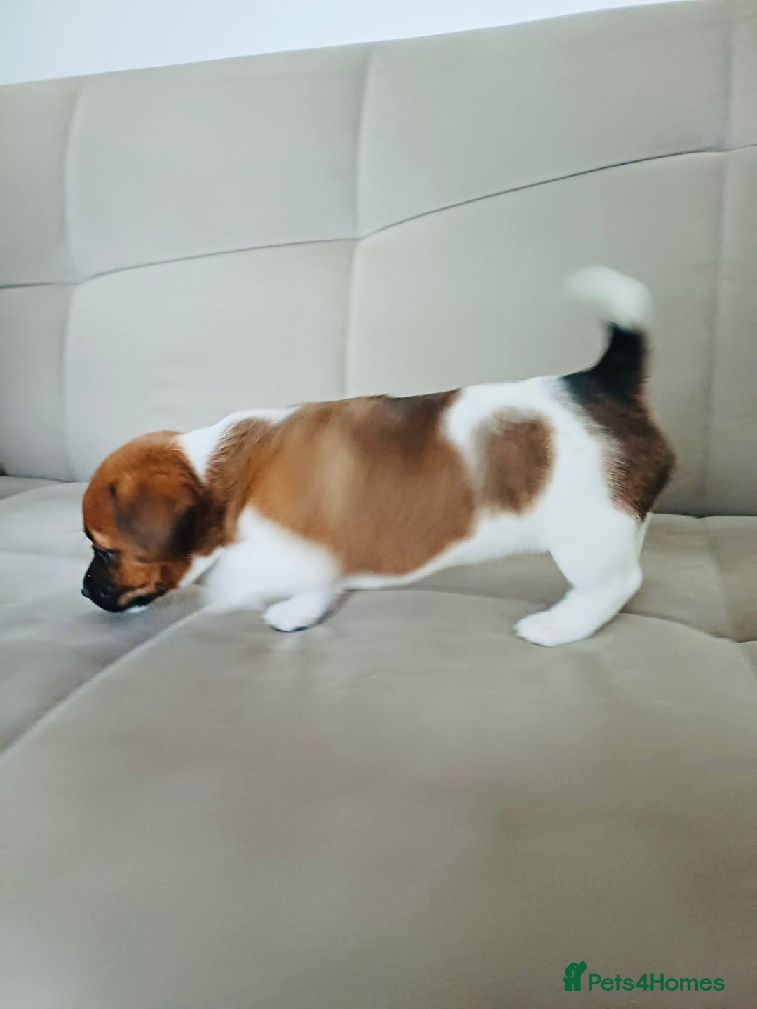 Jack Russell dogs for sale: SUPER CUTE PUPPIES  - Advert 4