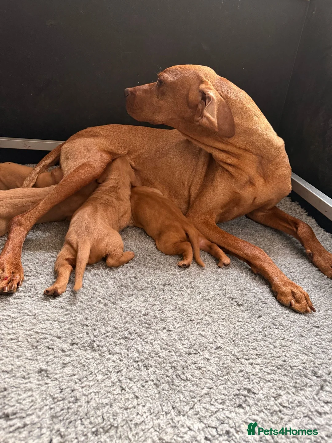 Hungarian Vizsla dogs for sale:     KC Hungarian Vizsla Puppies - Licensed ⭐ - Advert 1
