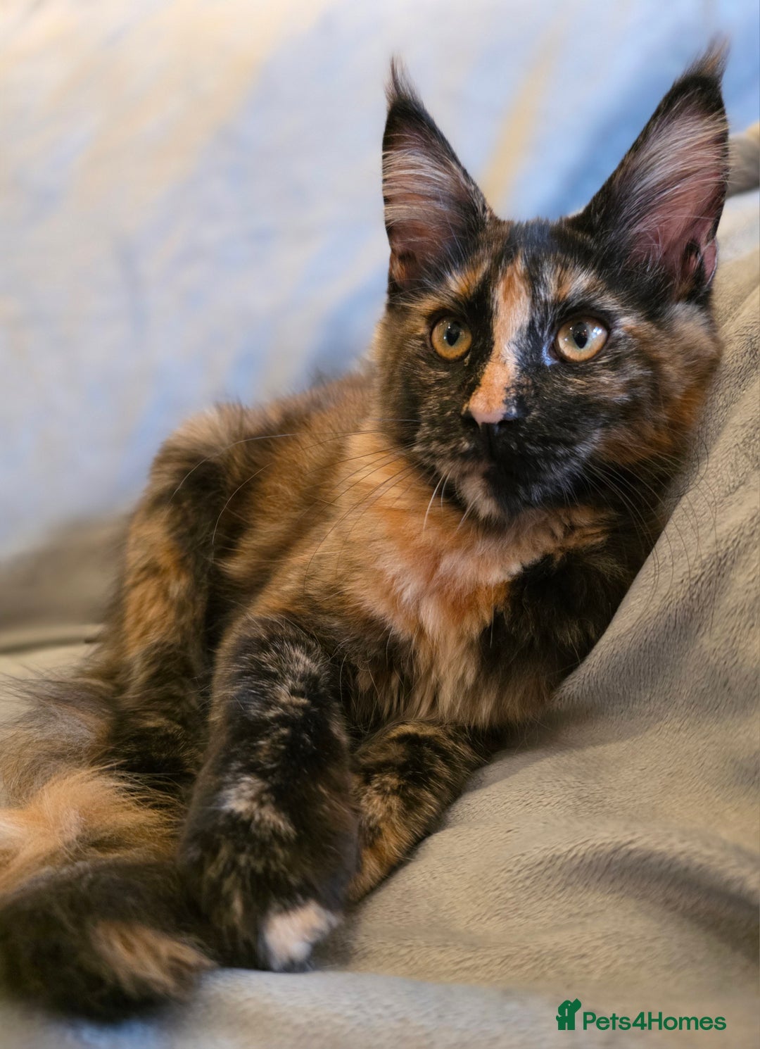 Maine Coon cats for sale: ❤️ Stunning ❤️ GCCF Registered Maine Coon Kittens - Image 10