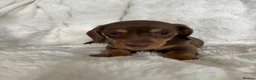Miniature Dachshund dogs for sale: Miniature Dacshund’s  - Advert 25