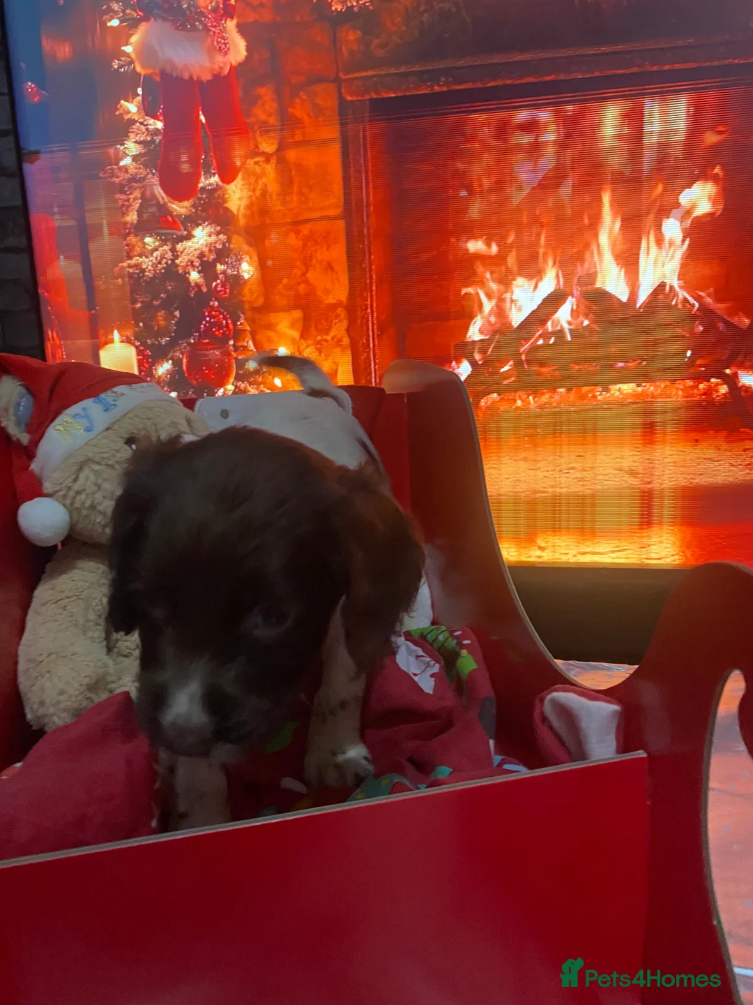 Sprocker dogs for sale: Beautiful Sprocker Puppies Ready 30th December - Advert 16