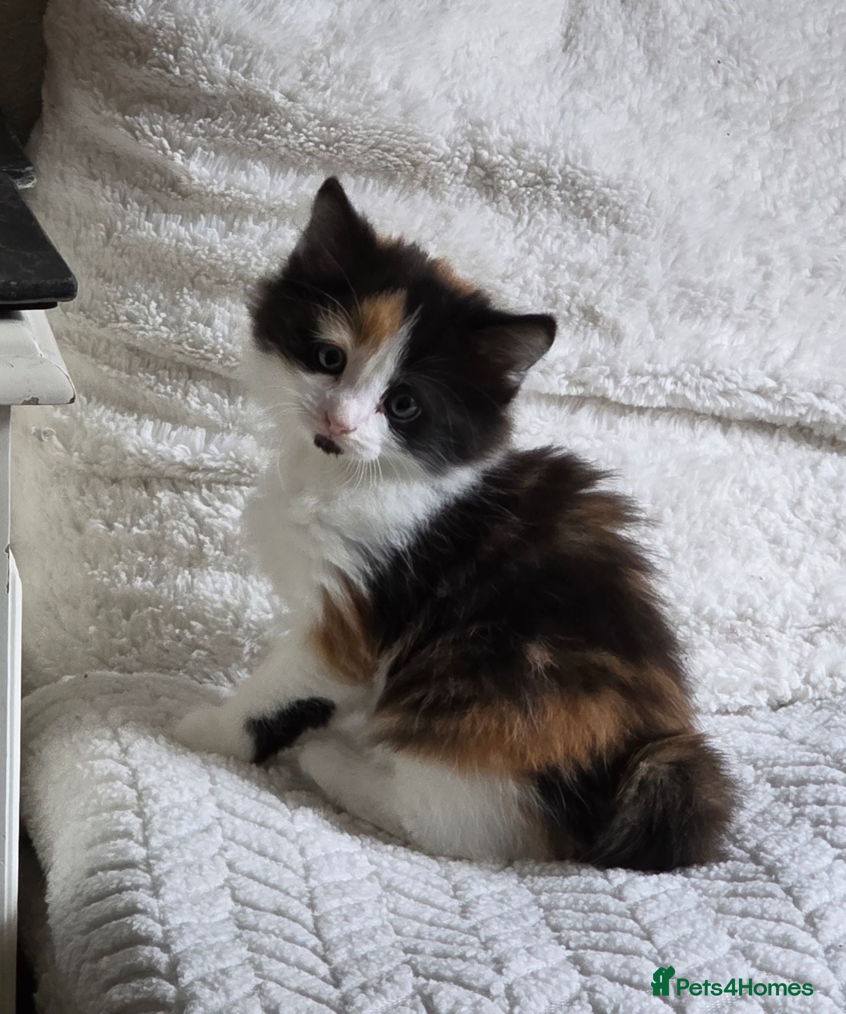 Mixed Breed cats GINGER Female kitten. Fluffy Calico kitten. - Advert 2