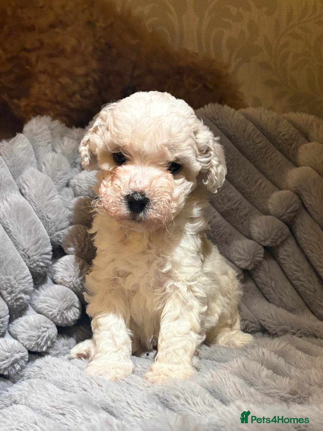 Shihpoo dogs for sale: Shihpoos for sale   - Advert 9