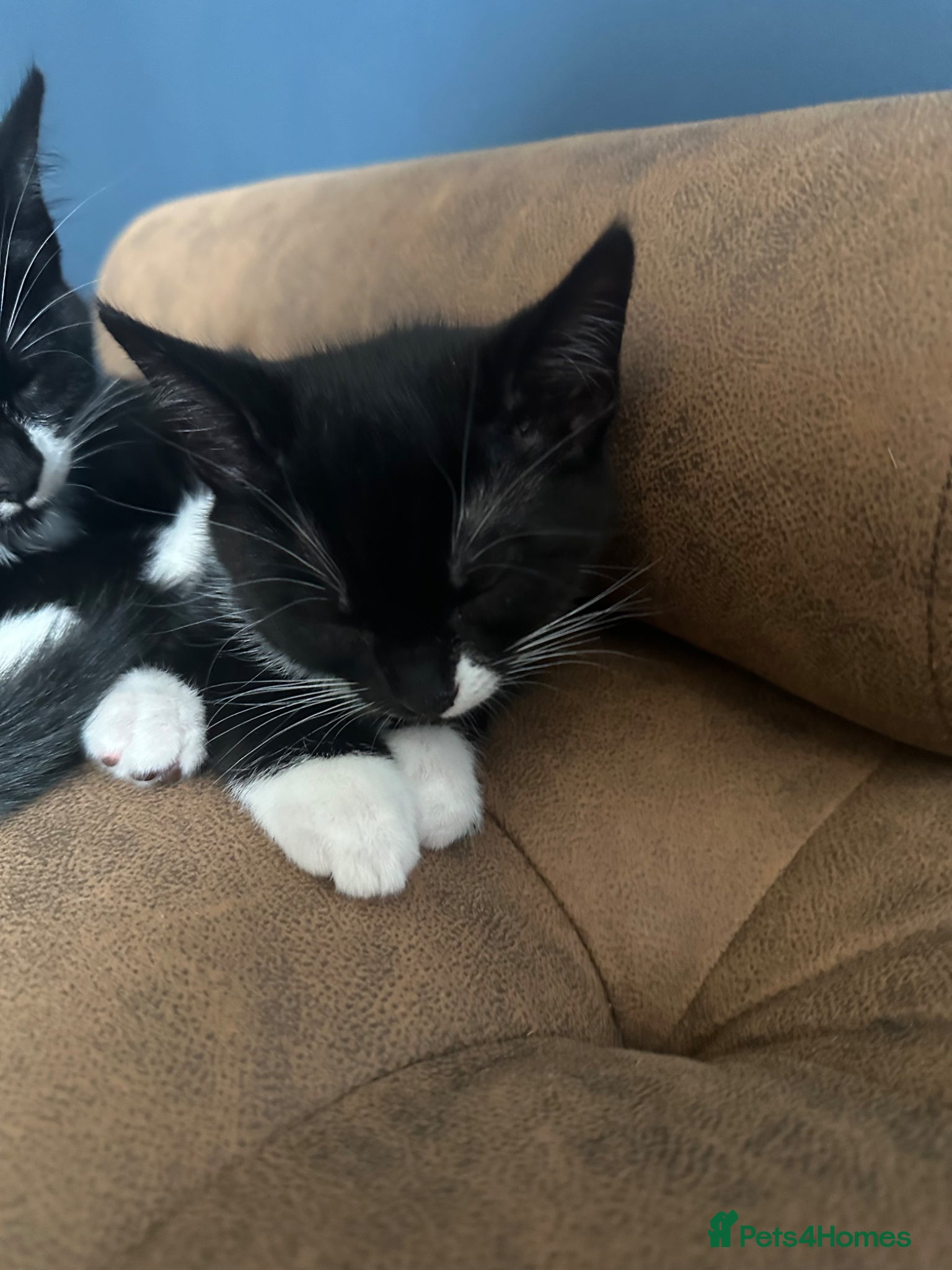 Mixed Breed cats Kittens - Advert 1