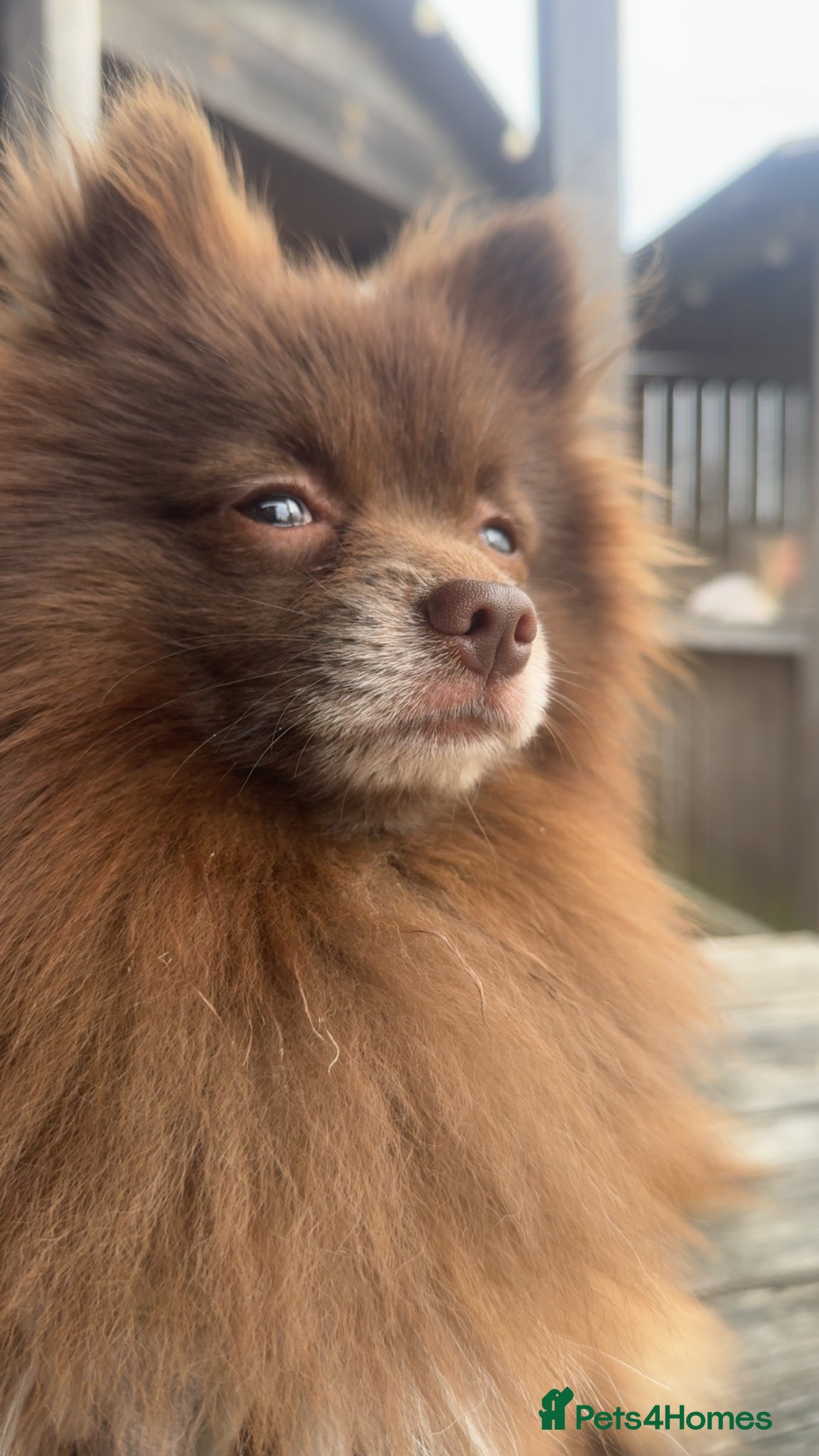 Pomeranian dogs Gorgeous male Pomeranian  - Advert 3