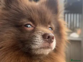 Pomeranian dogs Gorgeous male Pomeranian - Advert 2