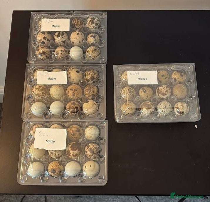 Quail poultry Pack of 12 Coturnix Quail Hatching Eggs - Advert 13