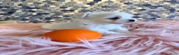 Maltese dogs for sale: Stunning korean Maltease  - Advert 20