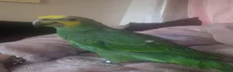 Parrots birds for sale: Amazon Parrot  in Tipton - Advert 3
