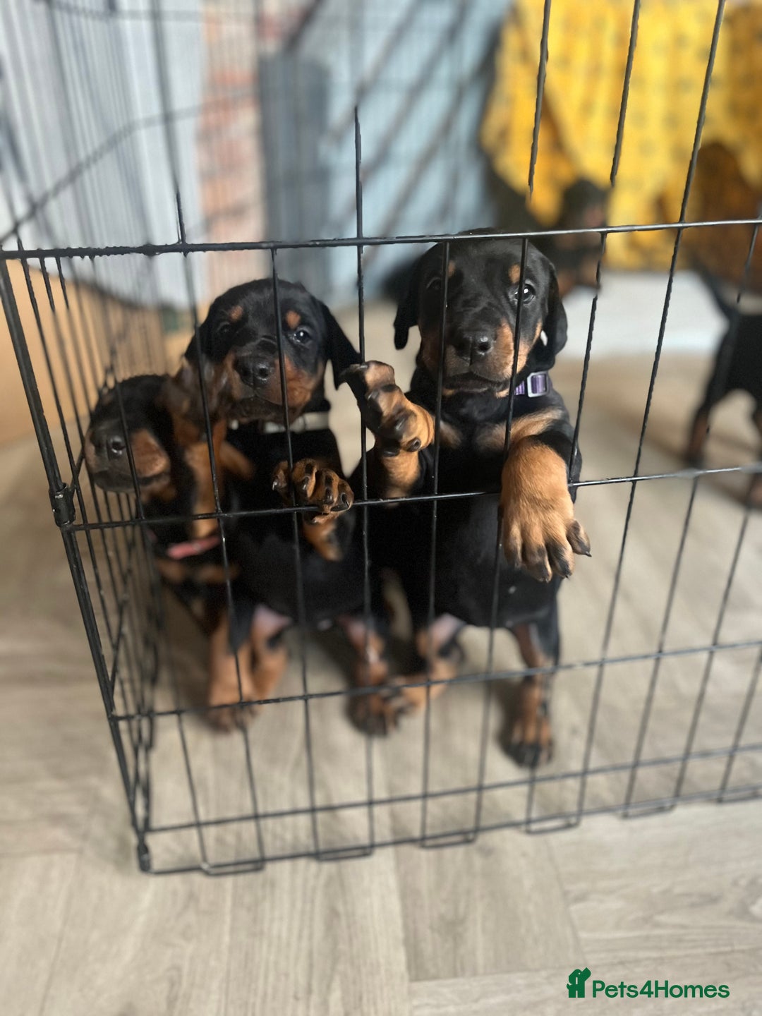 Dobermann dogs for sale: 🏆Supreme Dobermanns - Where Excellence Begins 🏆 - Advert 8