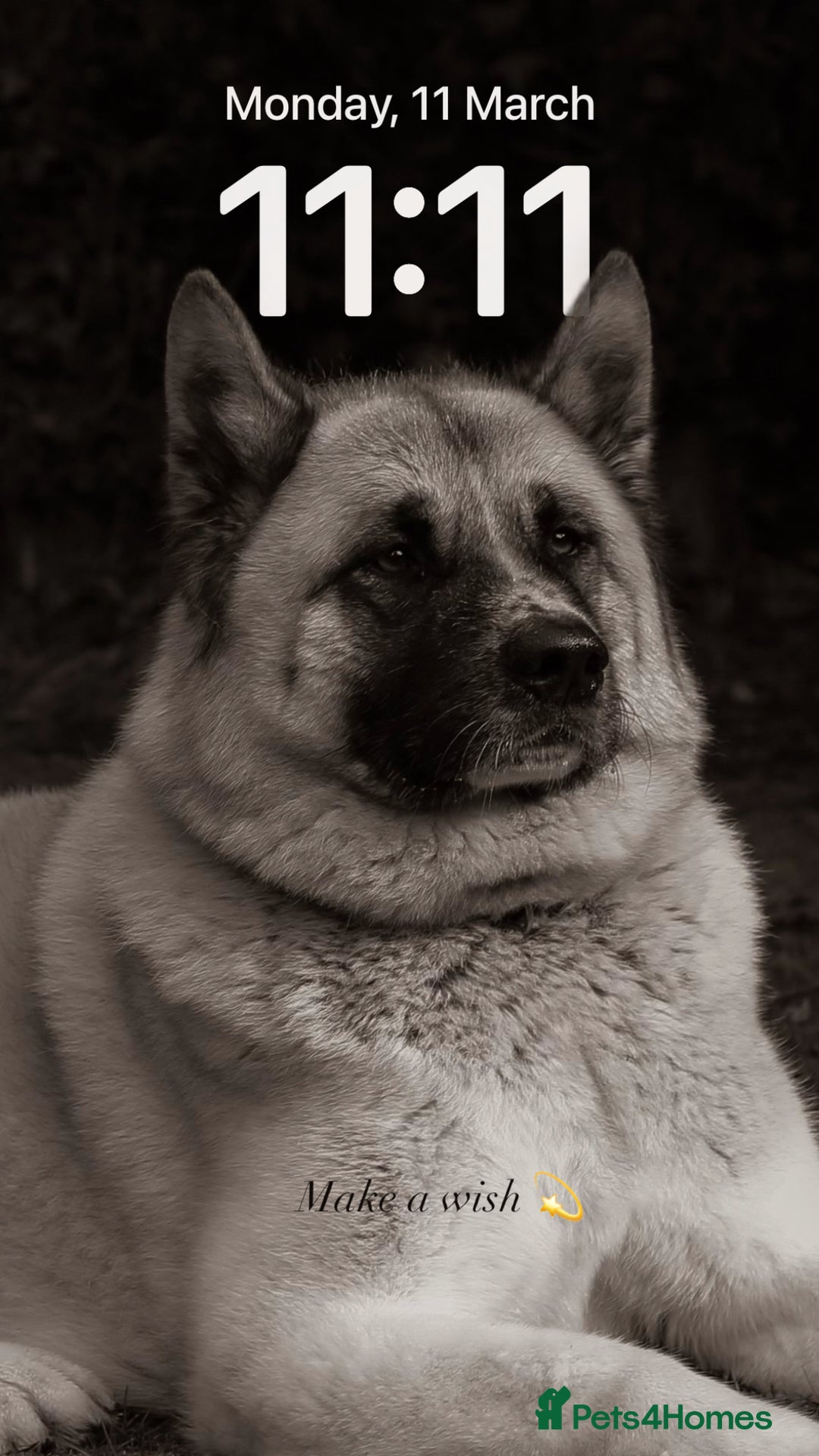 Akita dogs for sale: Rehoming our beloved family dog - Image 2