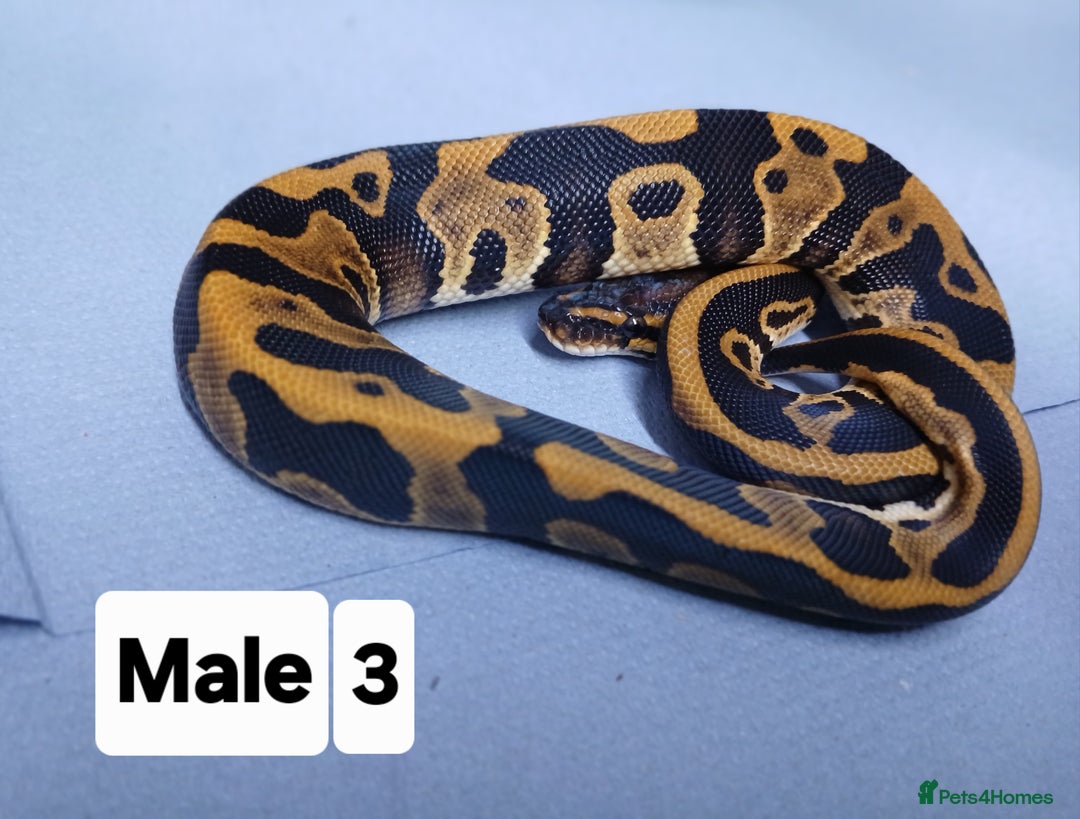 Python Snake reptiles for sale: Hatchling Royal Pythons Males  - Advert 16