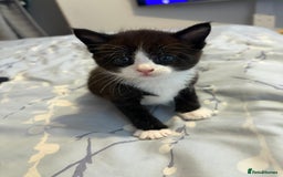 Mixed Breed cats for sale: Maine coon/moggy - Image 3