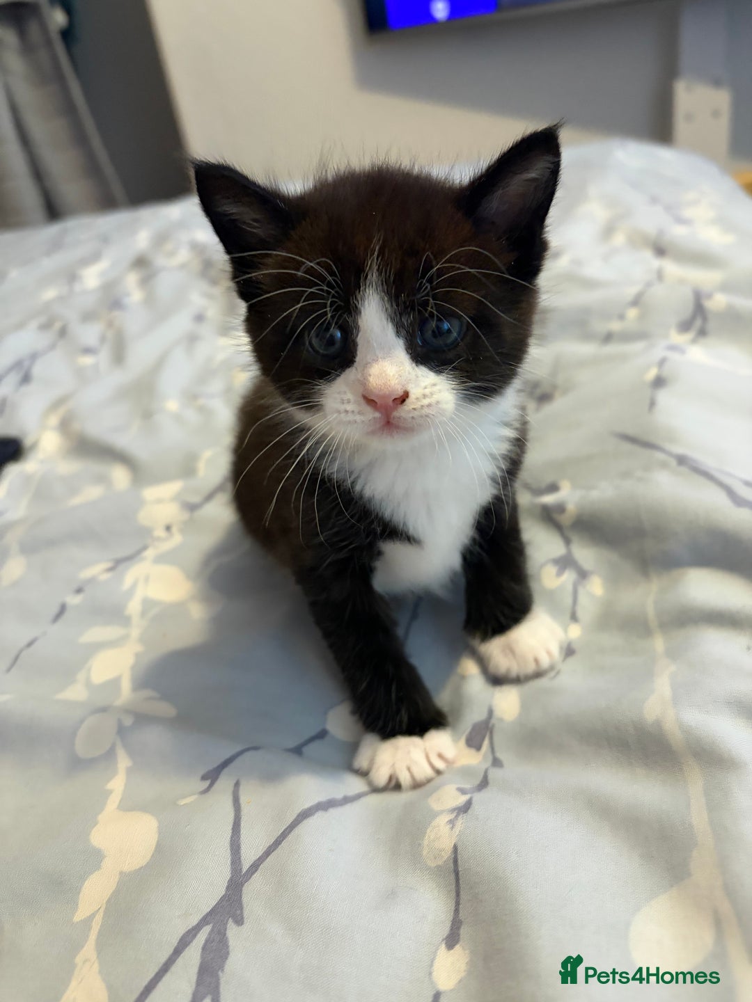 Mixed Breed cats for sale: Maine coon/moggy - Image 3