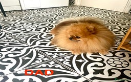 Pomeranian dogs for sale: Very Small Golden🧸Teddy Face Girl - Image 10