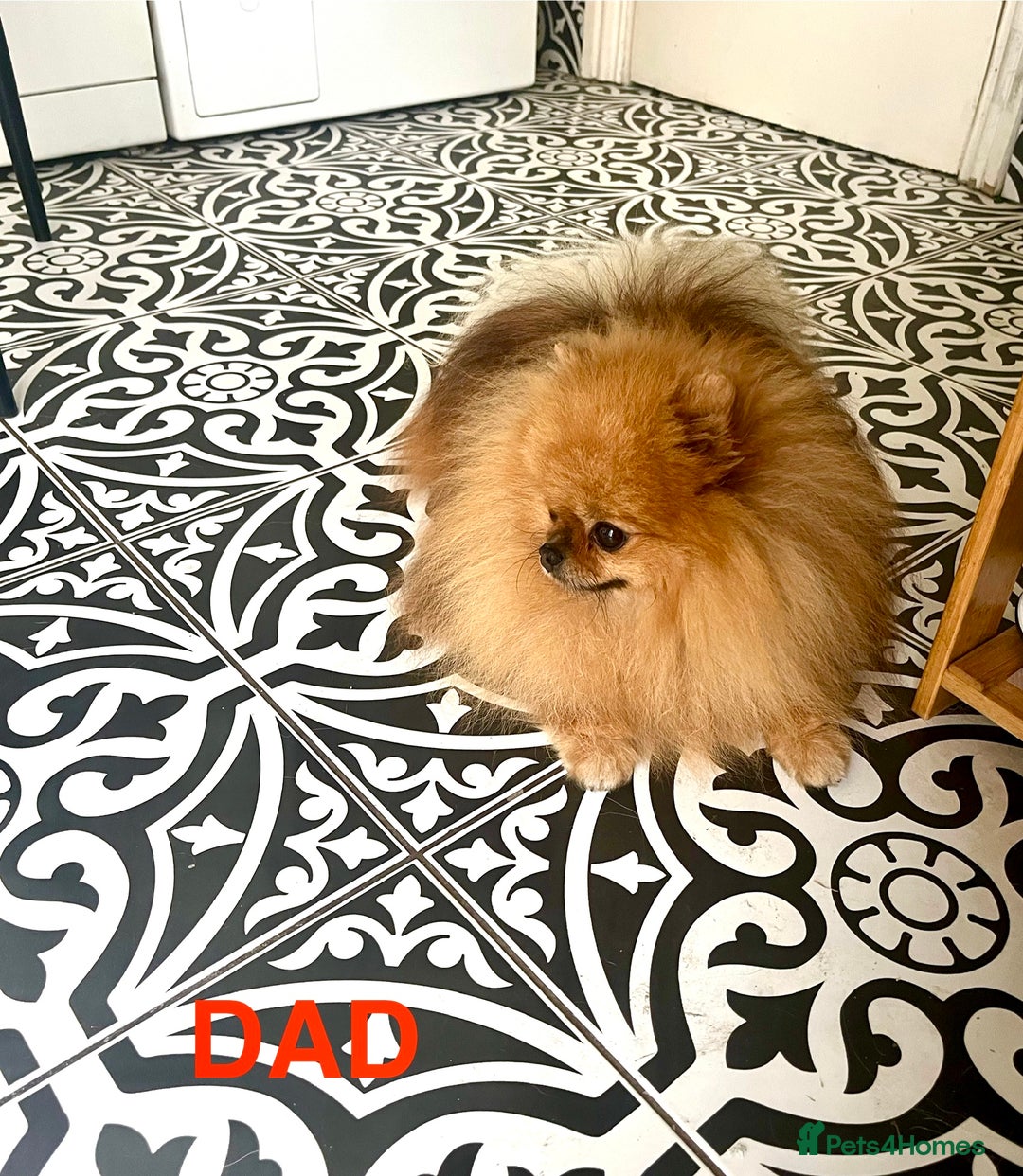 Pomeranian dogs for sale: Very Small Golden🧸Teddy Face Girl - Image 10