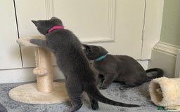 Russian Blue cats for sale: Russian Blue Kittens  in Lanark - Image 13
