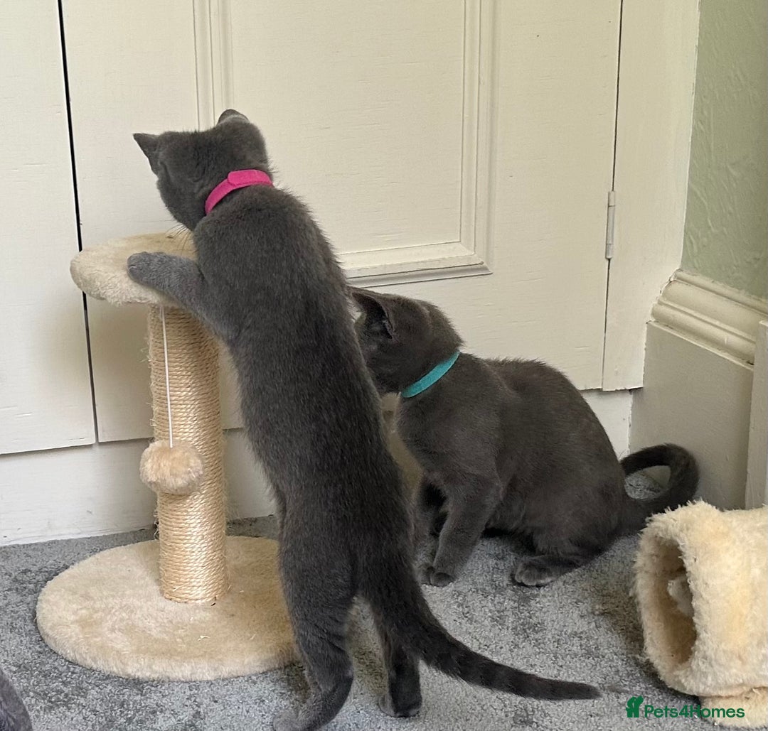 Russian Blue cats for sale: Russian Blue Kittens  in Lanark - Image 13