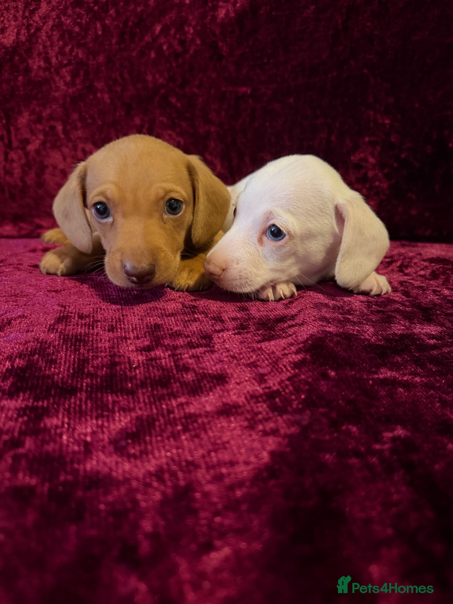 Miniature Dachshund dogs Miniature Dachshund puppy available 2 boy - Advert 1