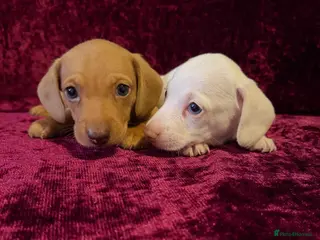 Miniature Dachshund dogs Miniature Dachshund puppy available 2 boy - Advert 1