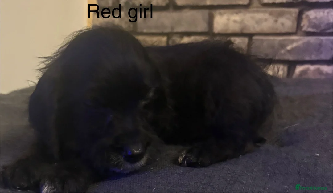 Cockapoo dogs for sale: Beautiful cockapoo puppies  - Advert 14