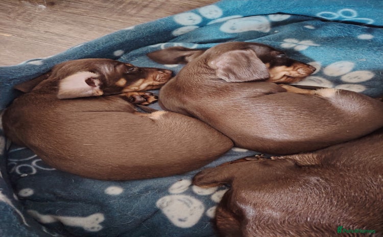 Miniature Dachshund dogs - Advert 1