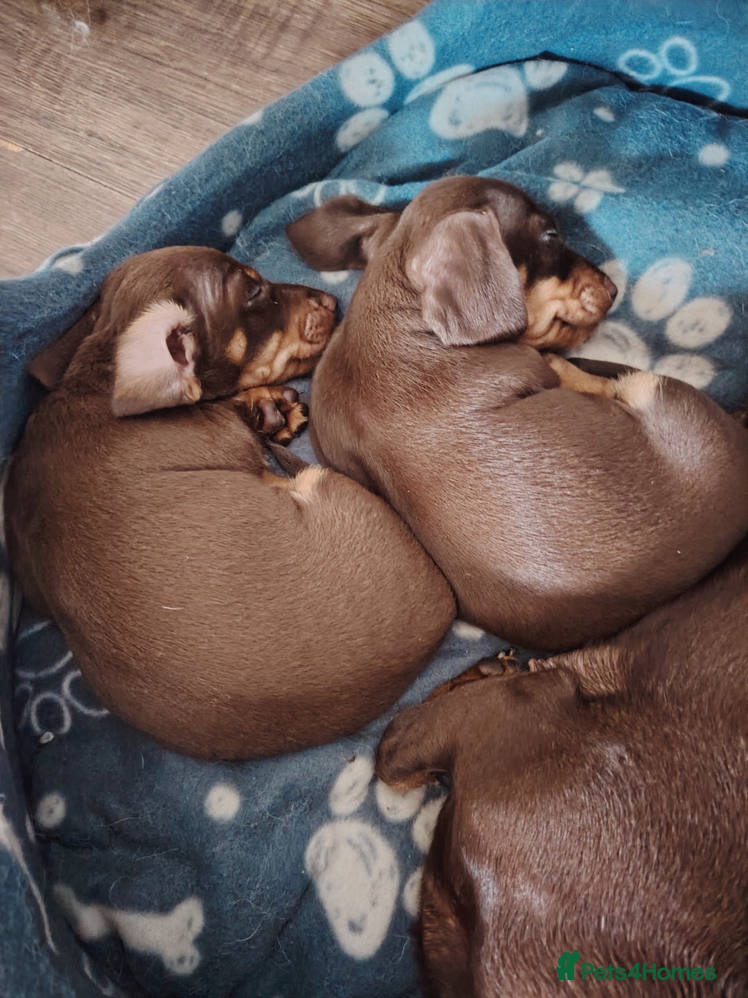 Miniature Dachshund dogs for sale: Miniature smooth haired dachound - Image 1