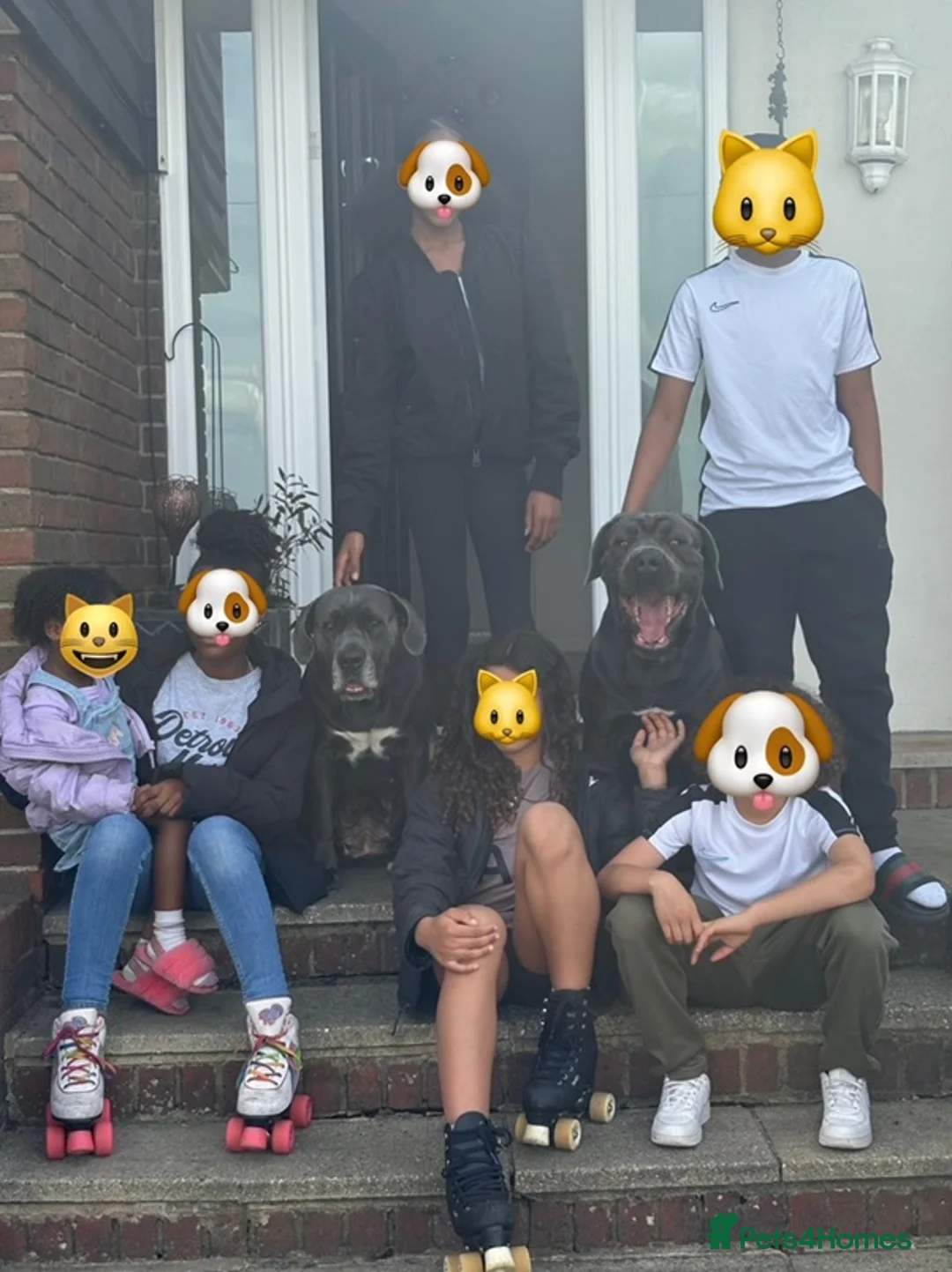 Cane Corso dogs for stud: Big Baloo 🦍🐻🦁 - Advert 8