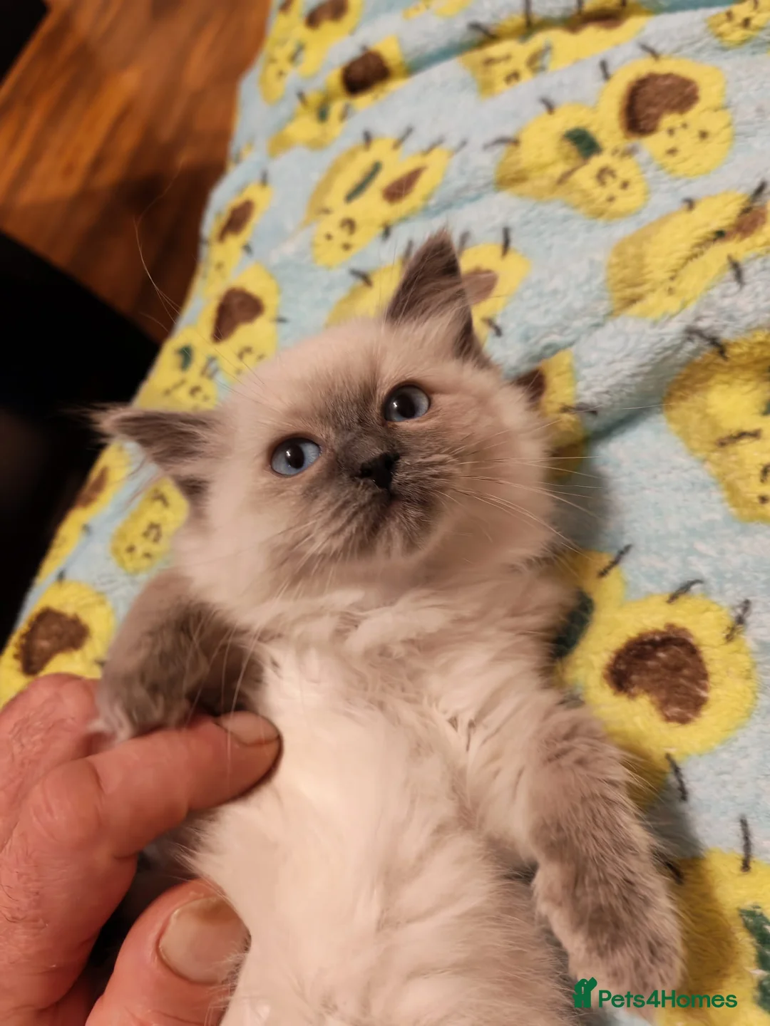 Ragdoll cats for sale: Pure Ragdoll Kittens - Advert 14