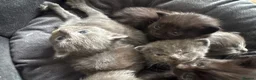 Maine Coon cats for sale: Mainecoon cross kittens looking for a forever home - Advert 19