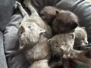 Maine Coon cats Mainecoon cross kittens looking for a forever home - Advert 1