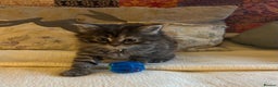 Persian cats for sale: GORGEOUS PERSIAN X KITTENS - Advert 16