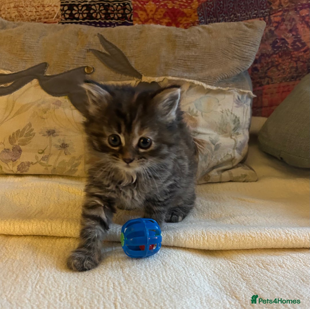 Persian cats for sale: GORGEOUS PERSIAN X KITTENS - Advert 16